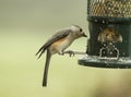 Closeup of Titmouse Feeding at a Bird Feeder