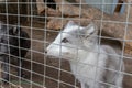 Hungry, weak and sick arctic fox locked in a cage behind a metal fence and wants to go home, rescue of wild animals in captivity