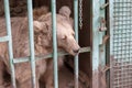 Hungry, weak and sick bear locked in a cage behind a metal bars, rods and wants to go home, rescue of wild animals in captivity
