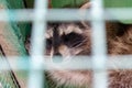 Hungry, weak and sick sleeping raccoon locked in a cage behind a metal fence and wants to go home, rescue of wild animals in