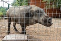 Hungry, weak and sick unhappy wild pig hog boar locked in a cage behind a metal fence and wants to go home, rescue of wild animals Royalty Free Stock Photo