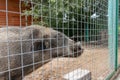 Hungry, weak and sick unhappy wild pig hog boar locked in a cage behind a metal fence and wants to go home, rescue of wild animals