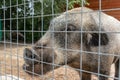 Hungry, weak and sick unhappy wild pig hog boar locked in a cage behind a metal fence and wants to go home, rescue of wild animals