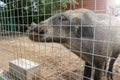 Hungry, weak and sick unhappy wild pig hog boar locked in a cage behind a metal fence and wants to go home, rescue of wild animals Royalty Free Stock Photo