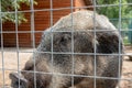 Hungry, weak and sick unhappy wild pig hog boar locked in a cage behind a metal fence and wants to go home, rescue of wild animals