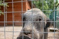 Hungry, weak and sick unhappy wild pig hog boar locked in a cage behind a metal fence and wants to go home, rescue of wild animals