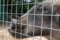 Hungry, weak and sick unhappy wild pig hog boar locked in a cage behind a metal fence and wants to go home, rescue of wild animals