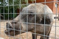 Hungry, weak and sick unhappy wild pig hog boar locked in a cage behind a metal fence and wants to go home, rescue of wild animals Royalty Free Stock Photo