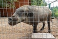 Hungry, weak and sick unhappy wild pig hog boar locked in a cage behind a metal fence and wants to go home, rescue of wild animals Royalty Free Stock Photo