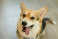 hungry welsh corgi dog stick out tongue waiting for food