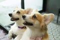 hungry welsh corgi dogs are eagerly waiting for food from owner in dogs space indoor at home