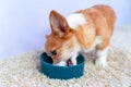 Hungry Welsh corgi Pembroke or cardigan puppy eats from ceramic bowl standing on fleecy carpet, close up, side view. Pet