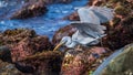 Hungry Western Reef Heron spearing a fish in the reef close-up shot Royalty Free Stock Photo