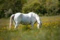 Hungry white horse eating in a field full of yellow flowers Royalty Free Stock Photo