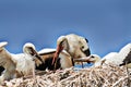 Hungry white stork chick eating dice snake