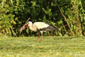 White stork eating rat Royalty Free Stock Photo