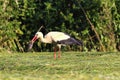 Hungry white stork hunting rat Royalty Free Stock Photo