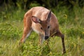 Hungry White Tail Doe Deer Royalty Free Stock Photo
