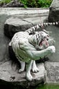 Hungry White Tiger