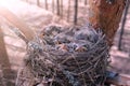 Hungry wild baby birds nesting in nest on tree with open beaks in forest. Royalty Free Stock Photo