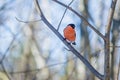 Hungry wild bird bullfinchr on a tree Royalty Free Stock Photo