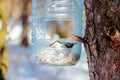 Hungry wild bird nuthatch on a tree Royalty Free Stock Photo