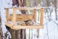 Hungry wild bird nuthatch on a tree Royalty Free Stock Photo