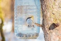 Hungry wild bird nuthatch on a tree Royalty Free Stock Photo