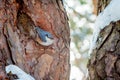 Hungry wild bird nuthatch on a tree Royalty Free Stock Photo