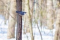 Hungry wild bird nuthatch on a tree Royalty Free Stock Photo