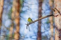 Hungry wild bird siskin on a tree Royalty Free Stock Photo