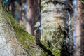 Hungry wild bird siskin on a tree Royalty Free Stock Photo