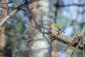 Hungry wild bird siskin on a tree Royalty Free Stock Photo