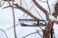 Hungry wild bird titmouse on a tree Royalty Free Stock Photo