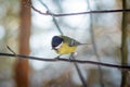 Hungry wild bird titmouse on a tree Royalty Free Stock Photo