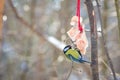 Hungry wild bird titmouse on a tree Royalty Free Stock Photo