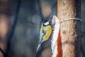 Hungry wild bird titmouse on a tree Royalty Free Stock Photo