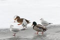 Hungry wild birds in winter