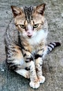 A hungry wild cat on the side of the road in Depok, West Java, Indonesia