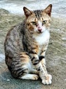 A hungry wild cat on the side of the road in Depok, West Java, Indonesia