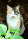 hungry wild cat stares begging for food