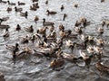 Hungry wild ducks fight for food in crowd at lake