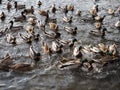 Hungry wild ducks fight for food in crowd at lake