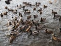 Hungry wild ducks fight for food in crowd at lake