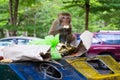 Hungry wild monkey finding food scraps in human waste pile from dirty trash and eating banana on the garbage at national park.