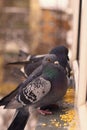 Hungry wild pigeon pecks grains on the windowsill. Help the birds in the winter. Enviroment protection