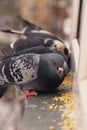 Hungry wild pigeon pecks grains on the windowsill. Help the birds in the winter. Enviroment protection