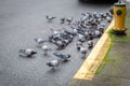 Hungry wild Pigeons feeding on the road
