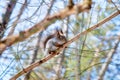 Hungry wild squirrel sitting on a tree