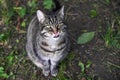 Hungry wild tabby cat sitting on the ground in a park, looking up and licking lips, hoping for something to eat, animal behavior, Royalty Free Stock Photo